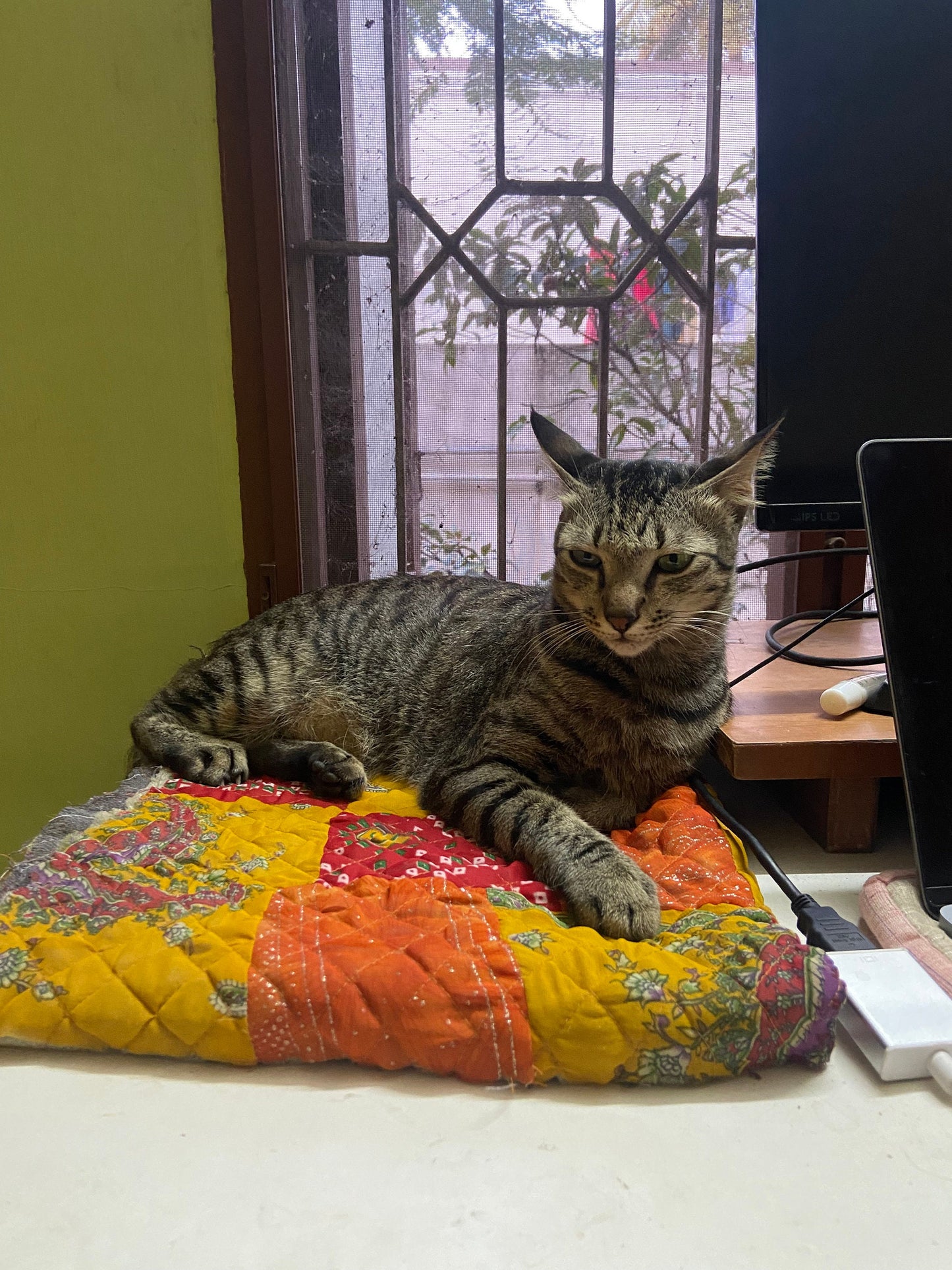 Customizable Patchwork Quilted Pet Mat: 20x20 inch Cozy Comfort